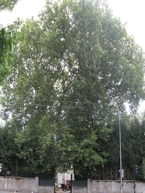 Taille d'éclaircie avant